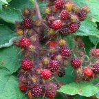 Wild Edibles: Wineberry