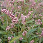 Wild Edibles: Lady’s Thumb