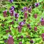 Prunella Vulgaris: A Common Edible Plant with Potent Healing Properties